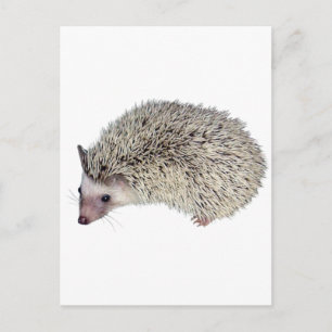 DIY-Igel verlassen Postkarte