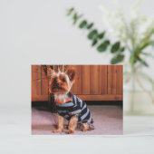 DJ - Yorkshire Terrier - Smith Postkarte (Stehend Vorderseite)