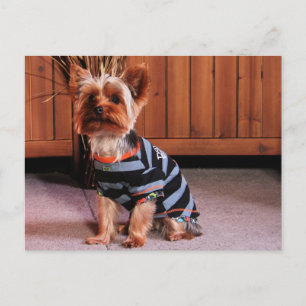 DJ - Yorkshire Terrier - Smith Postkarte