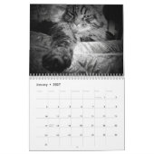 DJ's Artisticats von Djoneill Kalender (Jan 2027)