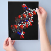 DNA-Doppelhelix-Modell Flyer (Hand)