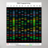 DNA-Fingerabdruckplakat Poster (Vorne)
