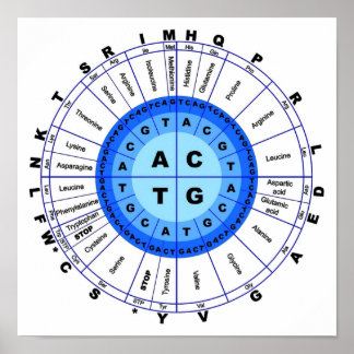 DNA Genetischer Code Circle Gene Codon Amino Acid Poster