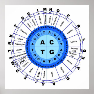 DNA Genetischer Code Circle Gene Codon Amino Acid Poster