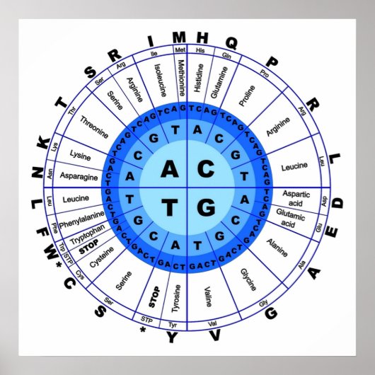 DNA Genetischer Code Circle Gene Codon Amino Acid Poster (Vorne)