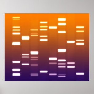 DNA Genetischer Code Orange Blue Poster