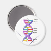 DNA Magnet (Vorderseite/Rückseite)