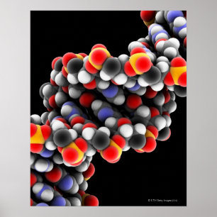 DNA molecule. Molecular model of DNA Poster