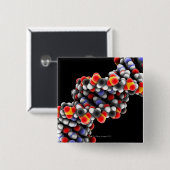 DNA-Molekül. Molekulares DNA-Modell Button (Vorne & Hinten)