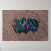 DNA Paperweight Poster (Vorne)
