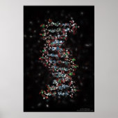 DNA POSTER (Vorne)