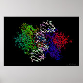 DNA-Proteinkomplex Poster (Vorne)
