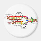 DNA-Replikation Magnet (Vorne)