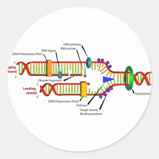 DNA-Replikation Runder Aufkleber (Vorderseite)