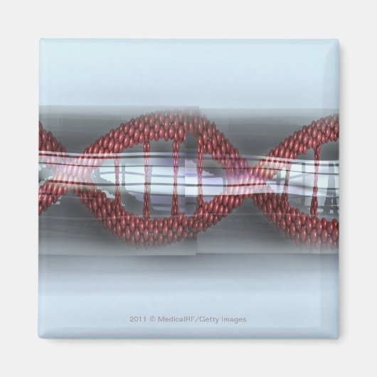 DNA-Strang in einer Kapsel Magnet (Vorne)