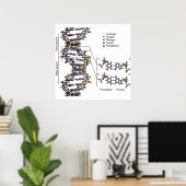 DNA-Struktur Deoxyribonukleinsäure Basen Poster (Heimbüro)