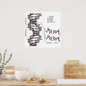 DNA-Struktur Deoxyribonukleinsäure Basen Poster (Küche)