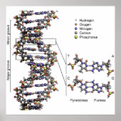 DNA-Struktur Deoxyribonukleinsäure Basen Poster (Vorne)