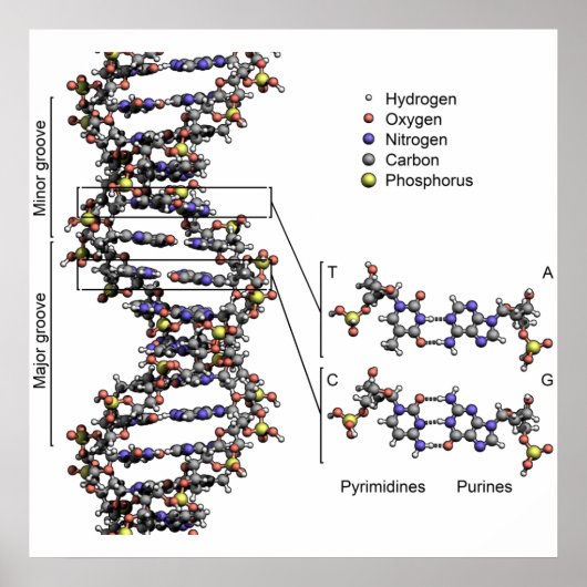 DNA-Struktur Deoxyribonukleinsäure Basen Poster (Vorne)