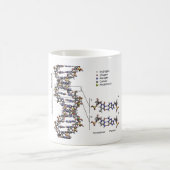 DNA-Struktur Deoxyribonukleinsäure Basendiagramm Kaffeetasse (Mittel)