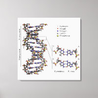 DNA-Struktur Deoxyribonukleinsäure Basendiagramm