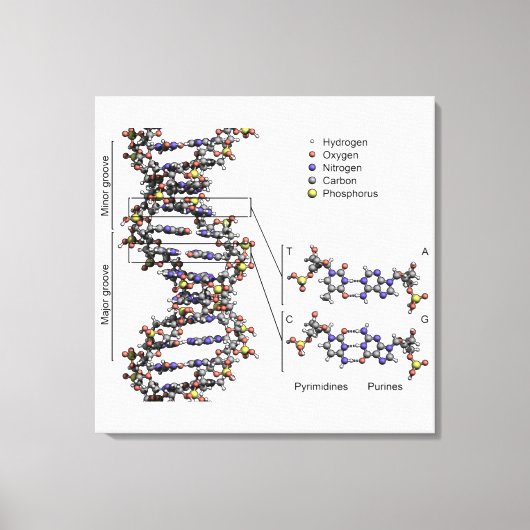 DNA-Struktur Deoxyribonukleinsäure Basendiagramm Leinwanddruck (Vorderseite)