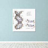 DNA-Struktur Deoxyribonukleinsäure Basendiagramm Leinwanddruck (Insitu (Holzboden))