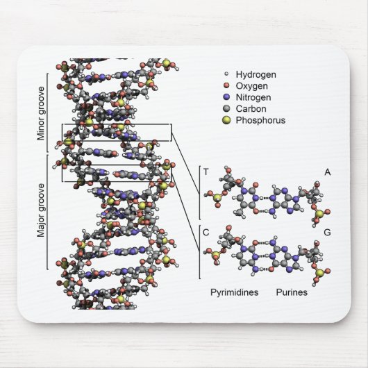DNA-Struktur Deoxyribonukleinsäure Basendiagramm Mousepad (Vorne)