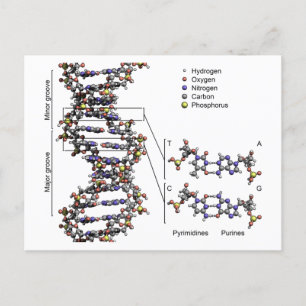 DNA-Struktur Deoxyribonukleinsäure Basendiagramm Postkarte