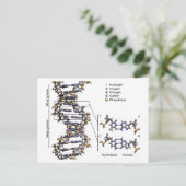 DNA-Struktur Deoxyribonukleinsäure Basendiagramm Postkarte (Stehend Vorderseite)