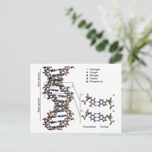 DNA-Struktur Deoxyribonukleinsäure Basendiagramm Postkarte (Stehend Vorderseite)