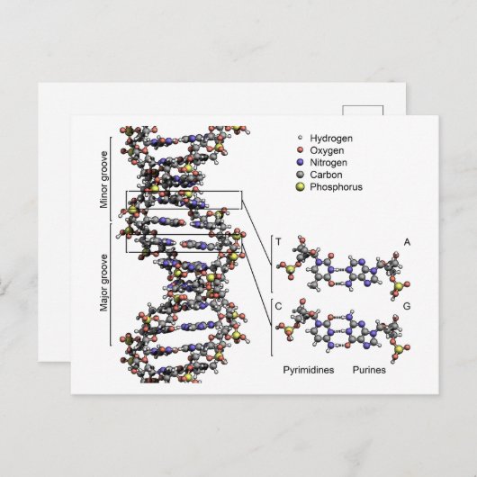 DNA-Struktur Deoxyribonukleinsäure Basendiagramm Postkarte (Vorne/Hinten)