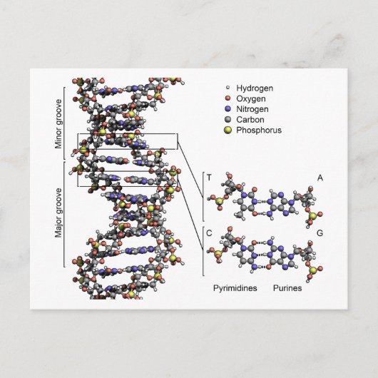 DNA-Struktur Deoxyribonukleinsäure Basendiagramm Postkarte (Vorderseite)