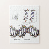 DNA-Struktur Deoxyribonukleinsäure Basendiagramm Puzzle (Vertikal)
