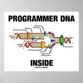 DNS-Programmier-Inside (DNA-Replikation) Poster (Vorne)