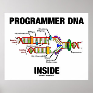 DNS-Programmier-Inside (DNA-Replikation) Poster