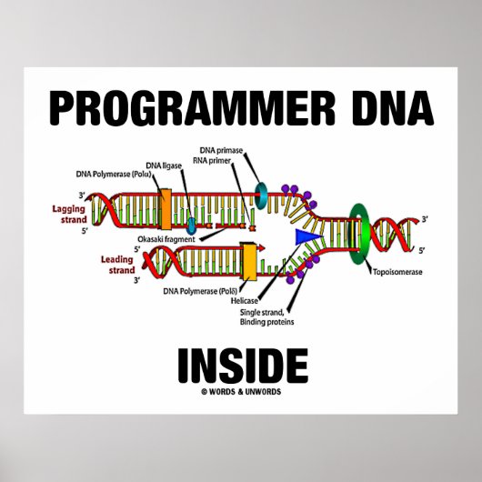 DNS-Programmier-Inside (DNA-Replikation) Poster (Vorne)