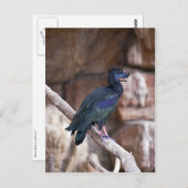 Dobbibis Postkarte (Vorne/Hinten)