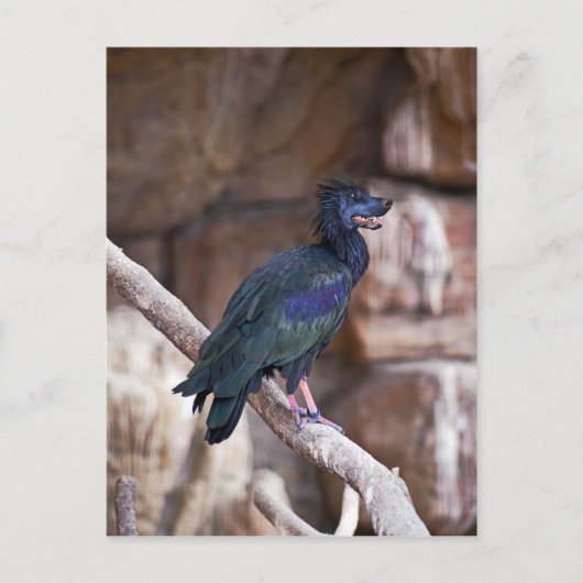 Dobbibis Postkarte (Vorderseite)