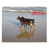 Doberman Calendar Kalender (Titelbild)