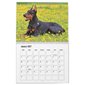 Doberman Dog Calendar Kalender (Jan 2027)