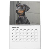 Doberman Dog Calendar Kalender (Feb 2026)