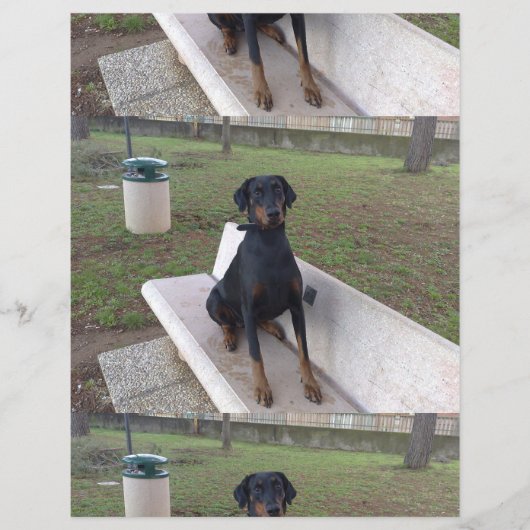 Doberman Flipper Flyer (Vorne)