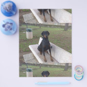 Doberman Flipper Flyer (Einzeln)