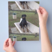 Doberman Flipper Flyer (Hand)