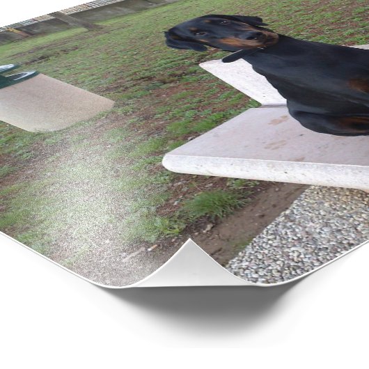 Doberman Flipper Fotodruck (Ecke)