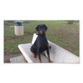 Doberman Flipper Fotodruck (Vorne)