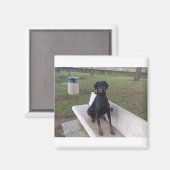 Doberman Flipper Magnet (Vorderseite/Rückseite)
