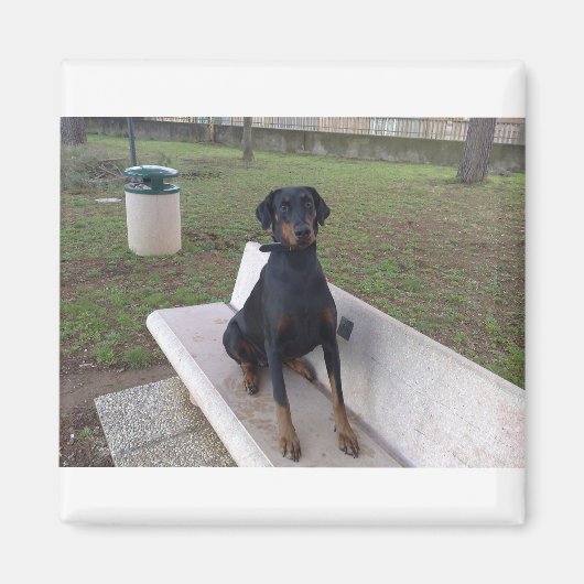 Doberman Flipper Magnet (Vorne)