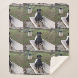 Doberman Flipper Sherpadecke